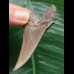 6,3 cm großer wunderbar erhaltener Zahn des Carcharocles Auriculatus [TX852]