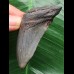 6,6 cm blaugrauer Zahn des Megalodon aus Cadzand/Niederlande [TX928]