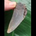 6,6 cm blaugrauer Zahn des Megalodon aus Cadzand/Niederlande [TX928]