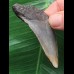 6,6 cm blaugrauer Zahn des Megalodon aus Cadzand/Niederlande [TX928]