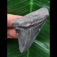 6,2 cm blauer Zahn des Megalodon aus Cadzand/Niederlande [TX929]