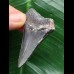 6,2 cm blauer Zahn des Megalodon aus Cadzand/Niederlande [TX929]