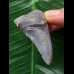 6,2 cm blauer Zahn des Megalodon aus Cadzand/Niederlande [TX929]