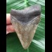 7,7 cm massiver Zahn des Carcharocles Megalodon [TX987]