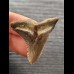 3,9 cm good tooth of Hempiristis serra from USA