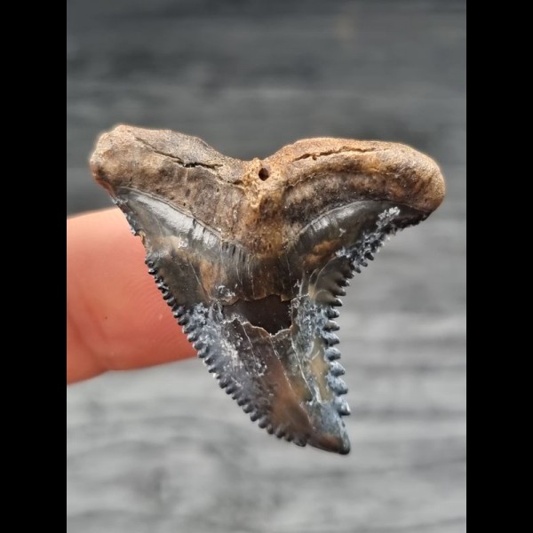 3,7 cm patterned tooth of Hempiristis serra