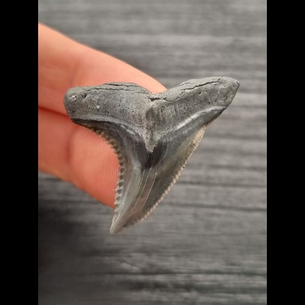 3,9 cm sehr schöner graublauer Zahn des Hemipristis serra