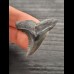 3,9 cm very nice gray-blue tooth of Hempiristis serra