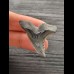 3,9 cm very nice gray-blue tooth of Hempiristis serra