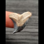 2.7 cm sharp blue tooth of Hempiristis serra
