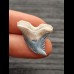 2,7 cm scharfer, blauer Zahn des Hemipristis serra