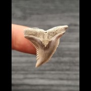 3.1 cm sharp tooth of Hempiristis serra