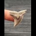 3,1 cm scharfer Zahn des Hemipristis serra