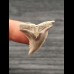 3.1 cm sharp tooth of Hempiristis serra