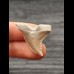 3.1 cm sharp tooth of Hempiristis serra