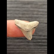 2.3 cm fossil tooth of bull shark with pathological tip
