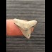 2,3 cm fossiler Zahn des Bullenhai mit pathologischer Spitze