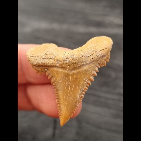 3,7 cm beautiful sharp tooth of Palaeocarcharodon Orientalis