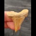 3,7 cm beautiful sharp tooth of Palaeocarcharodon Orientalis