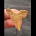 3,7 cm beautiful sharp tooth of Palaeocarcharodon Orientalis