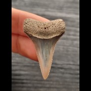 3.8 cm dagger shaped tooth of Great White Shark