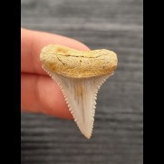 3.3 cm sharp tooth of Great White Shark from Chile