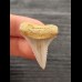 3,3 cm scharfer Zahn des Großen Weißen Hai aus Chile