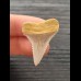 3,3 cm scharfer Zahn des Großen Weißen Hai aus Chile