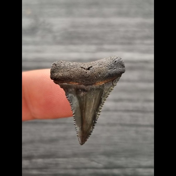 2,8 cm dunkler Zahn des Großen Weißen Hai