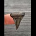 2,8 cm dunkler Zahn des Großen Weißen Hai