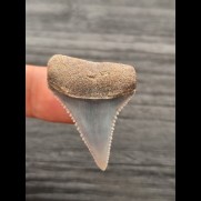 3.5 cm light blue Great White Shark tooth from Peru