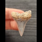 3,4 cm pointed lower jaw tooth of Great White Shark