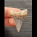 3,4 cm spitzer Unterkiefer-Zahn des Großen Weißen Hai
