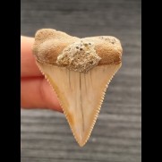 4.6 cm wide tooth of Great White Shark