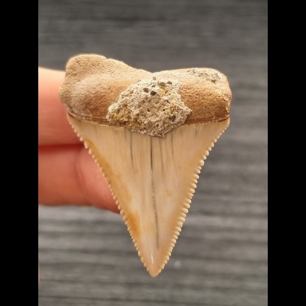 4,6 cm breiter Zahn des Großen Weißen Hai
