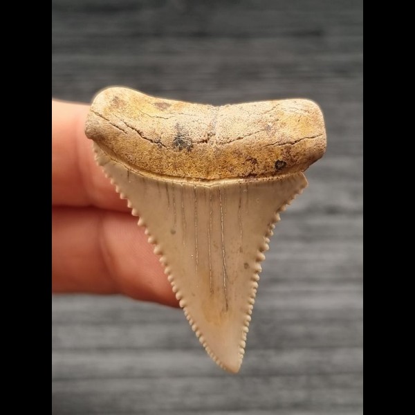 4,4 cm Zahn des Großen Weißen Hai aus Chile