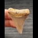 4,4 cm Zahn des Großen Weißen Hai aus Chile