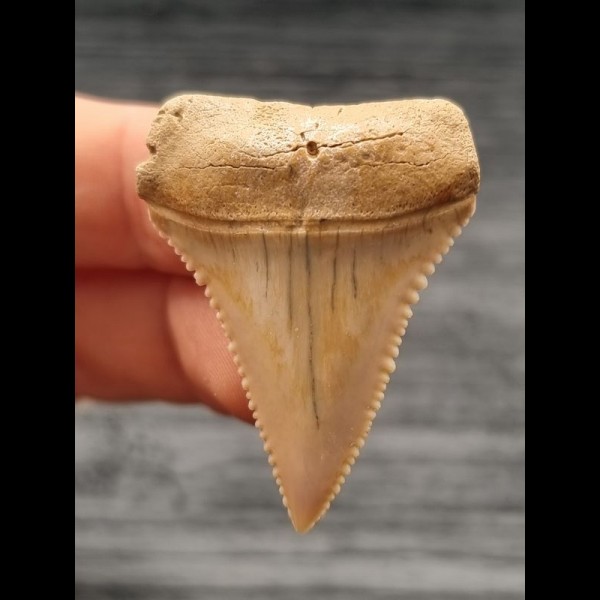 3,9 cm heller Zahn des Großen Weißen Hai aus Chile