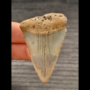 5,5 cm big light blue tooth of Great White Shark from USA
