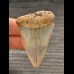 5,5 cm großer hellblauer Zahn des Großen Weißen Hai aus den USA