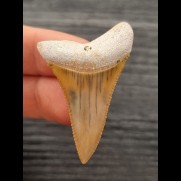 4.5 cm spectacularly colored Great White Shark tooth from Peru