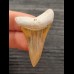 4,5 cm spektakulär gefärbter Zahn des Großen Weißen Hai aus Peru