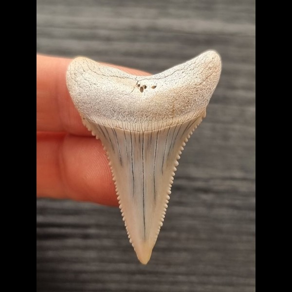 4.5 cm bright tooth of Great White Shark from Peru