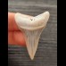 4.5 cm bright tooth of Great White Shark from Peru