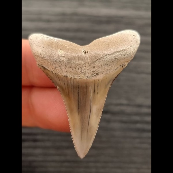 4,3 cm graubrauner Zahn des Großen Weißen Hai aus Peru