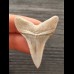 4,3 cm graubrauner Zahn des Großen Weißen Hai aus Peru