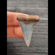 3,5 cm blue tooth of Great White Shark from Peru
