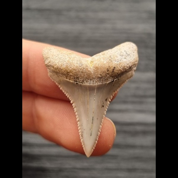 3.5 cm pointed tooth of Great White Shark from Chile