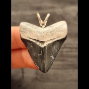 3.6 cm large tooth of the megalodon as pendant
