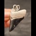 3.6 cm large tooth of the megalodon as pendant